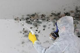 Best Mold Odor Removal Services  in Mango, FL